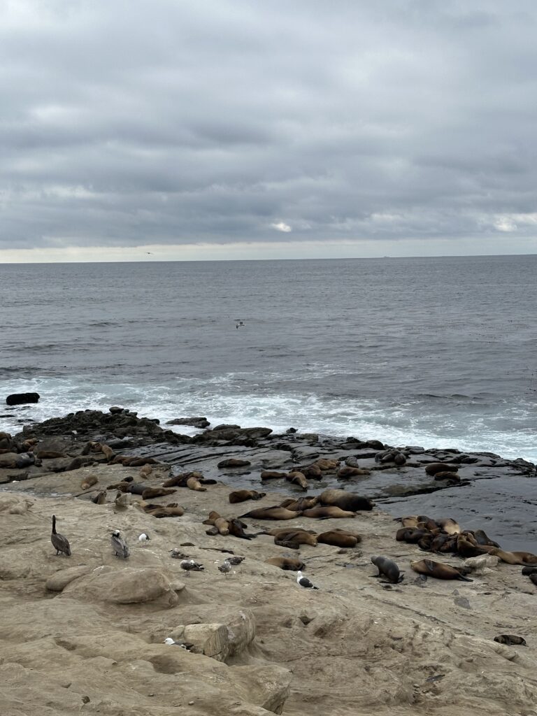 Seals and sea lions relaxing on the shoreline at La Jolla Cove with the ocean in the background